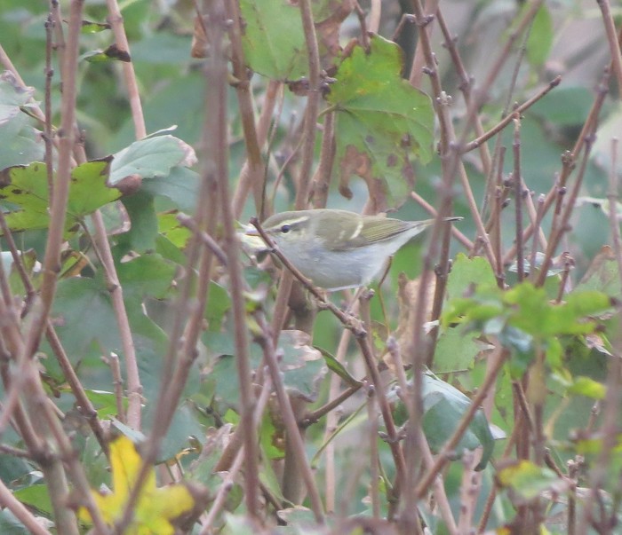 Two-barred Greenish Warbler