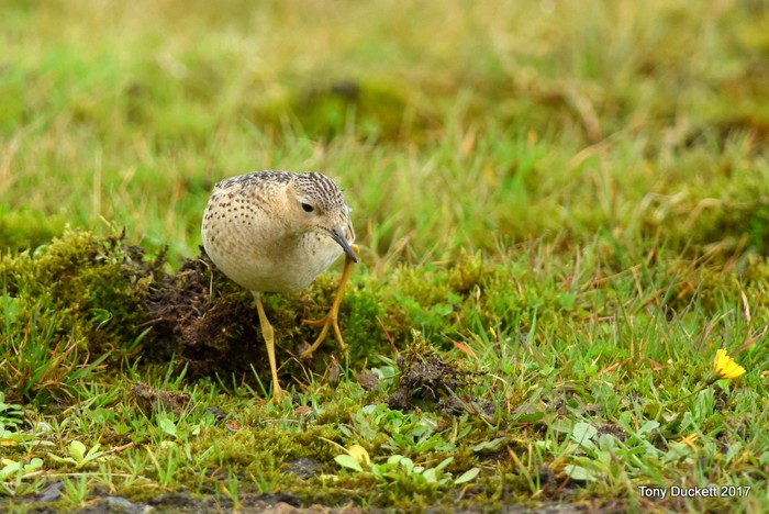 Buff-breasted Sandpiper