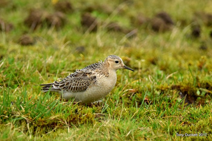 Buff-breasted Sandpiper