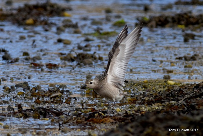 American Golden Plover