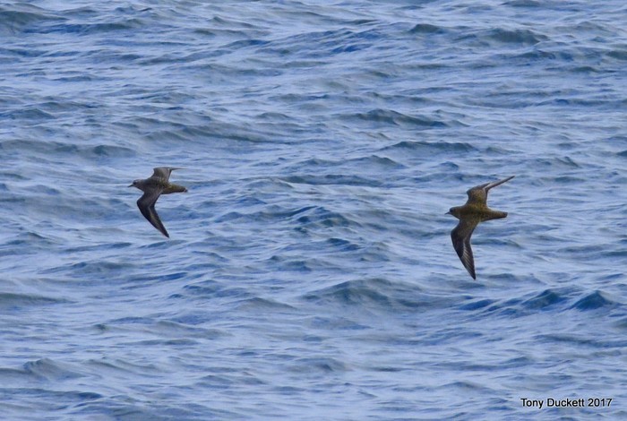 American Golden Plover