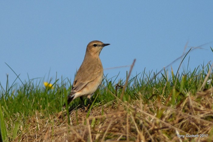 Isabelline Wheatear