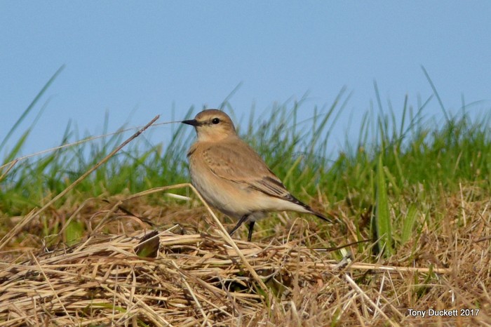 Isabelline Wheatear