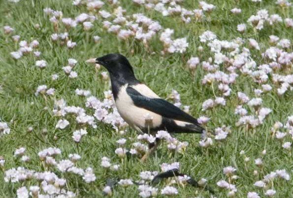 Rose-coloured Starling