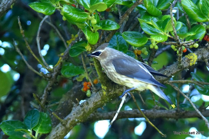Cedar Waxwing