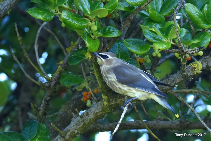 Cedar Waxwing