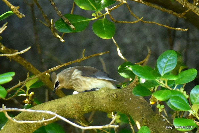 Cedar Waxwing