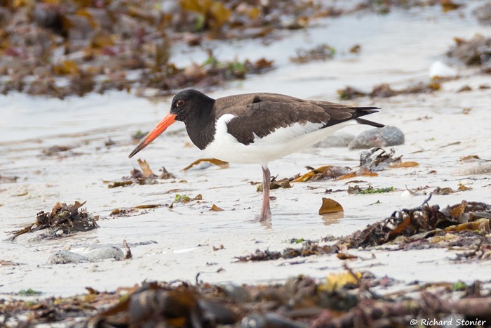 Siberian Oystercatcher
