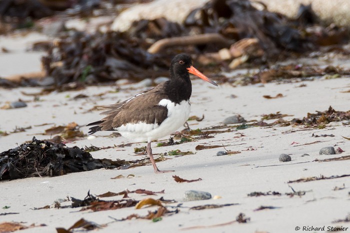 Siberian Oystercatcher