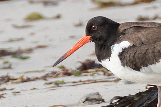 Siberian Oystercatcher