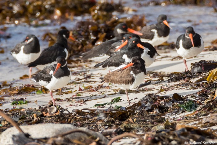 Siberian Oystercatcher