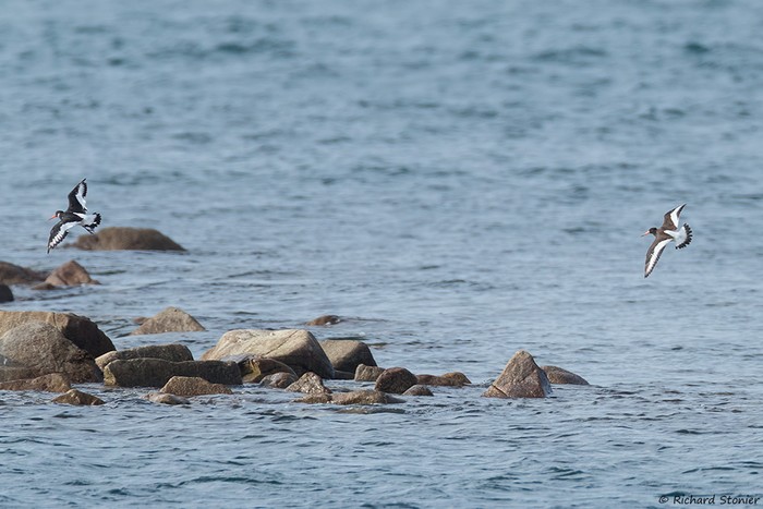 Siberian Oystercatcher
