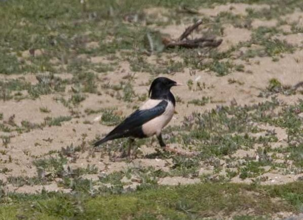 Rose-coloured Starling