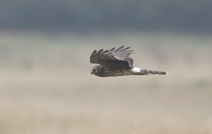 Hen Harrier