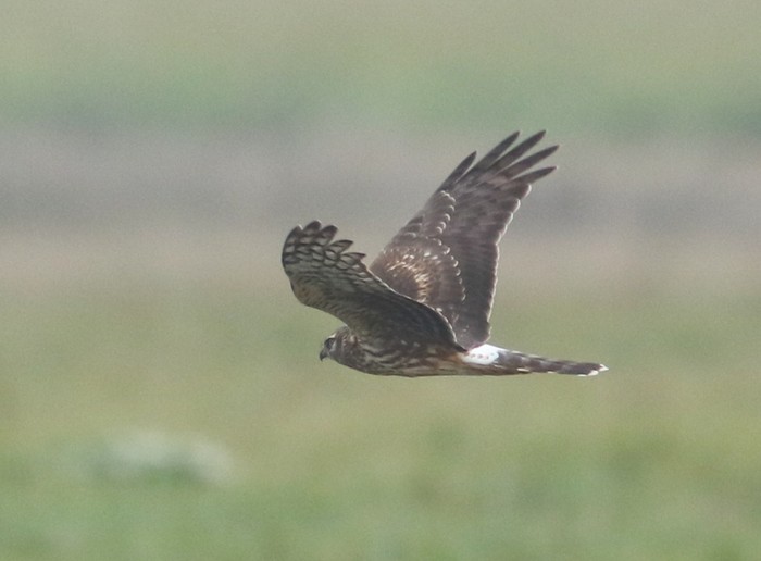 Hen Harrier