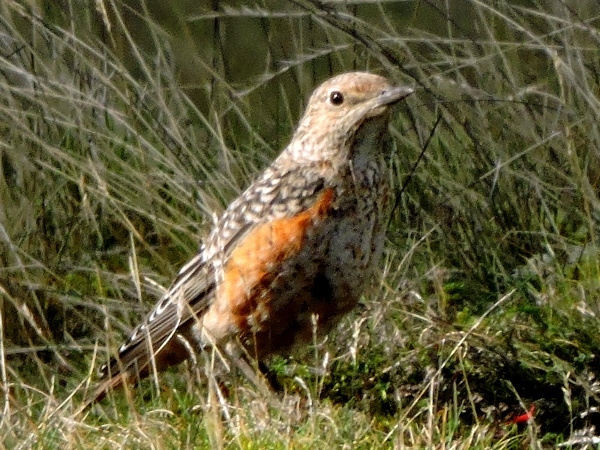 Rock Thrush
