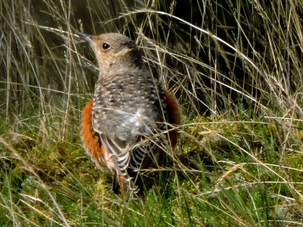 Rock Thrush