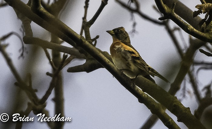Brambling
