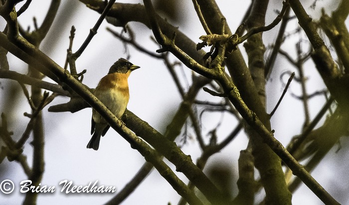 Brambling