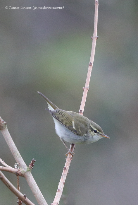 Two-barred Greenish Warbler