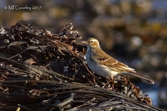 Water Pipit