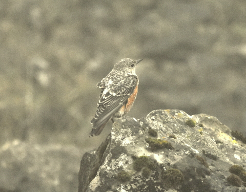 Rock Thrush