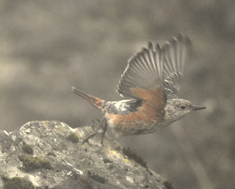 Rock Thrush