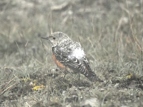 Rock Thrush