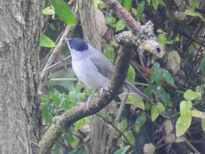 Blackcap