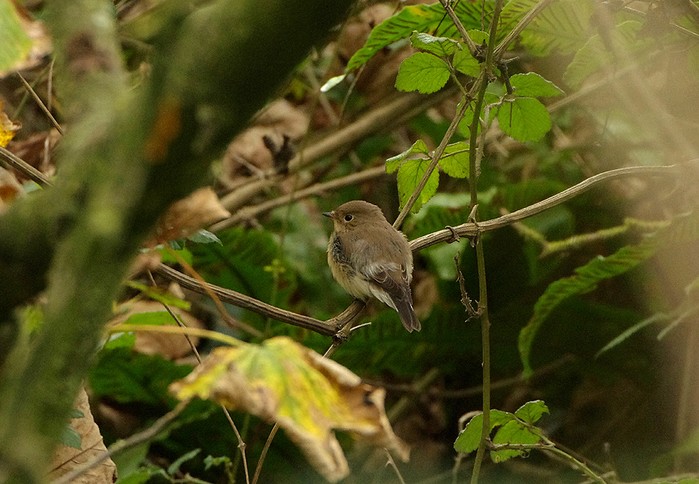 Red-breasted Flycatcher