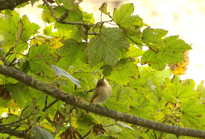 Red-breasted Flycatcher