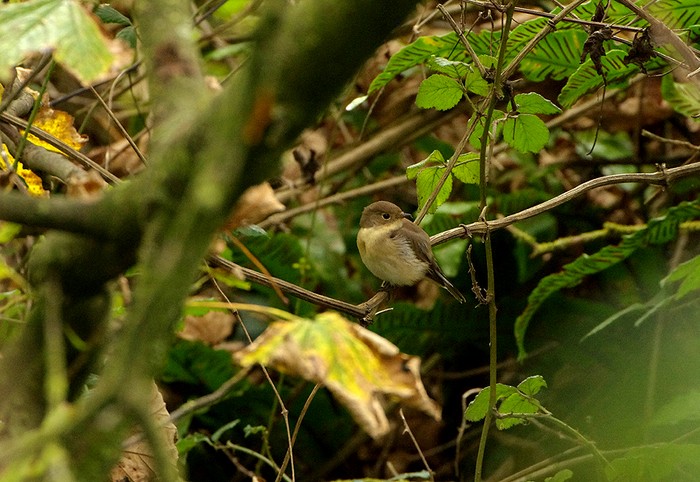 Red-breasted Flycatcher