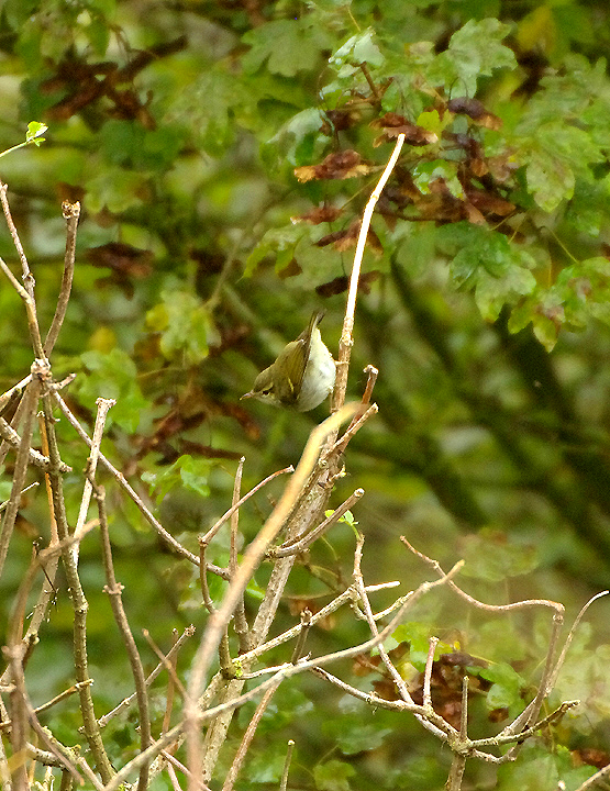 Two-barred Greenish Warbler