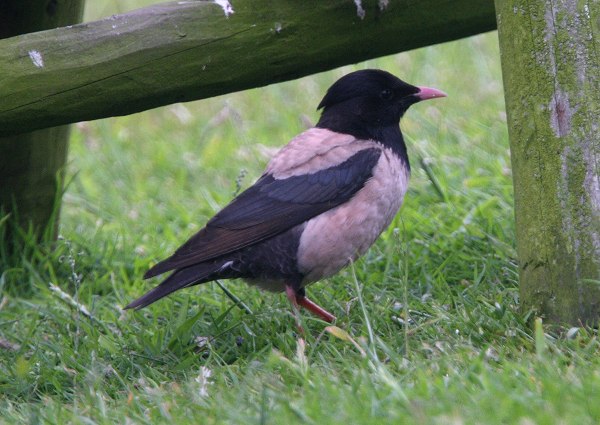 Rose-coloured Starling