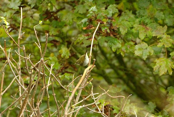 Two-barred Greenish Warbler