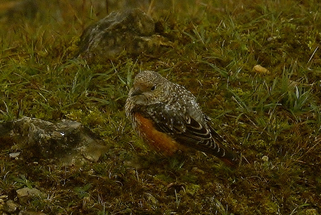 Rock Thrush