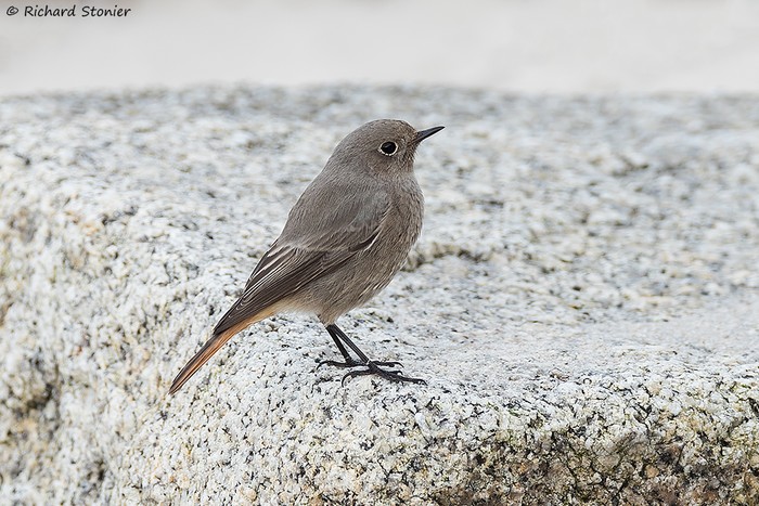 Black Redstart