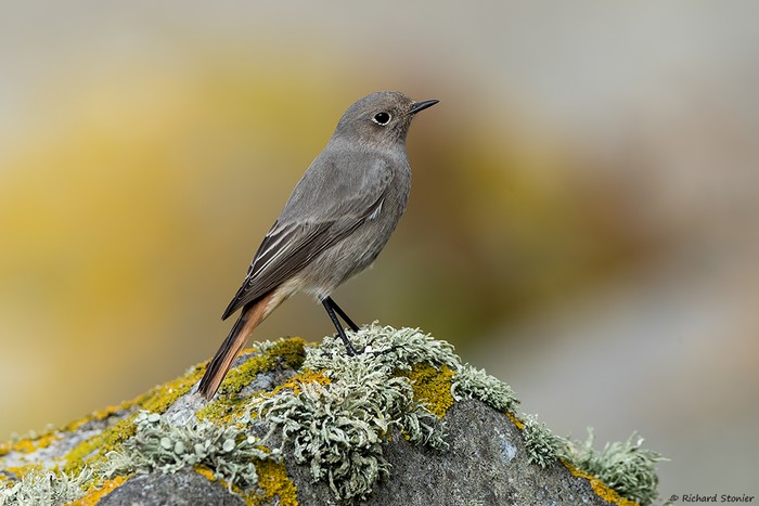 Black Redstart