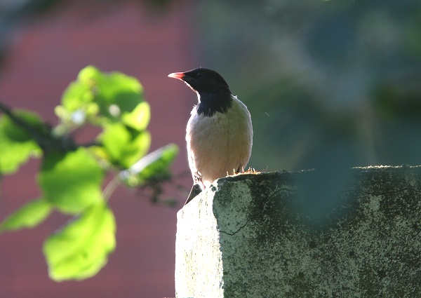 Rose-coloured Starling