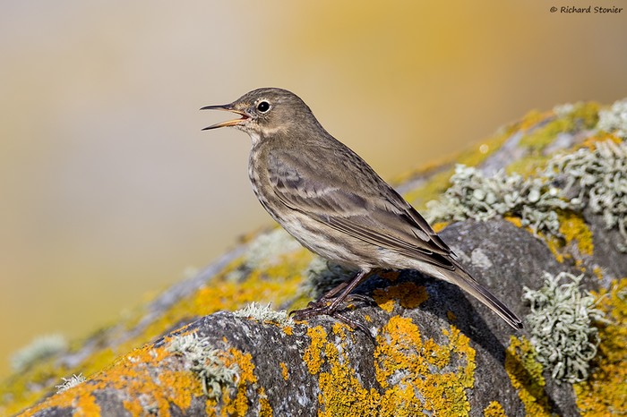Rock Pipit