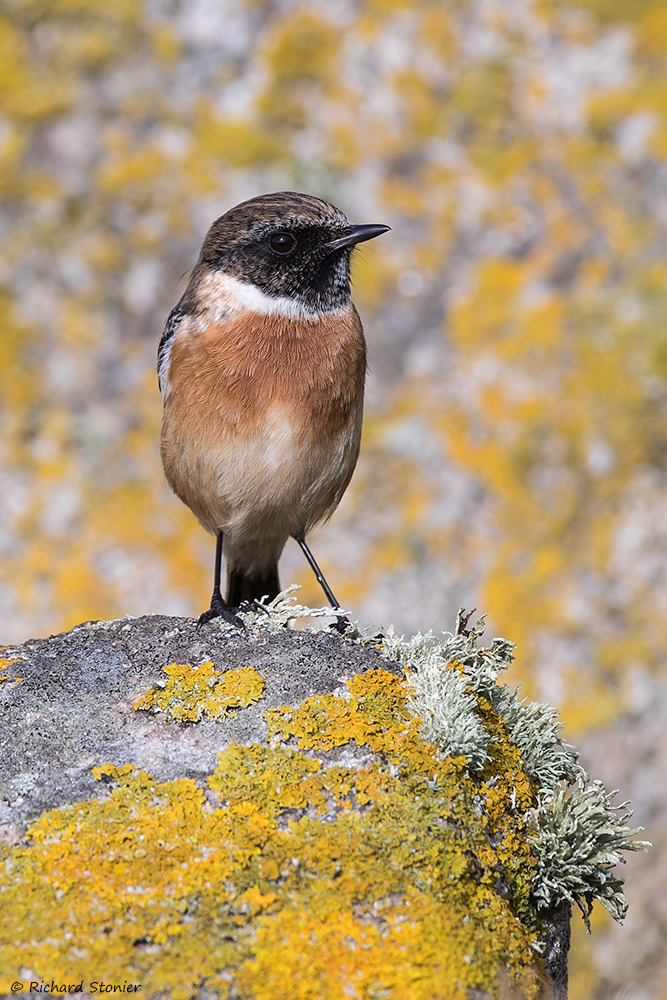 Stonechat
