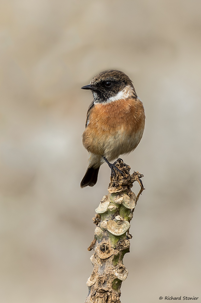 Stonechat