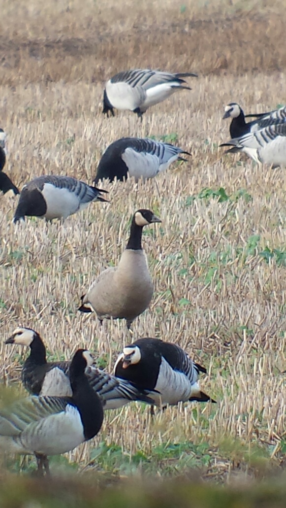 Richardson's Cackling Goose