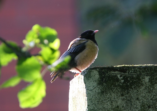 Rose-coloured Starling