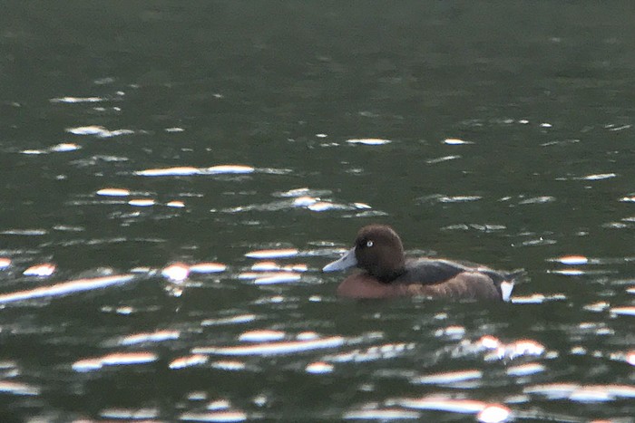 Ferruginous Duck