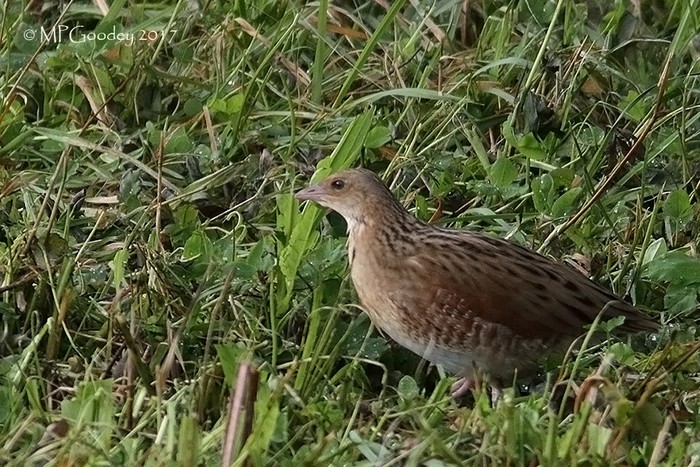 Corncrake