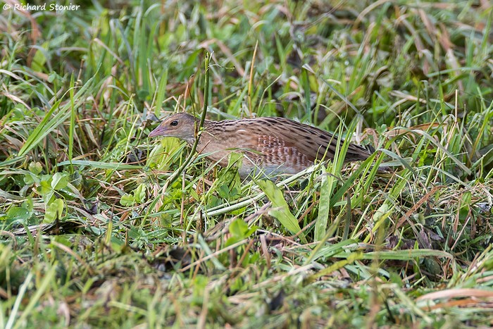 Corncrake