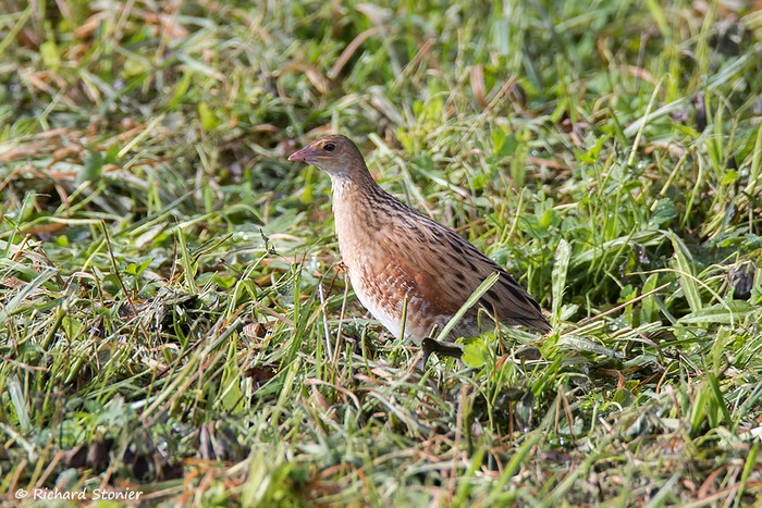 Corncrake