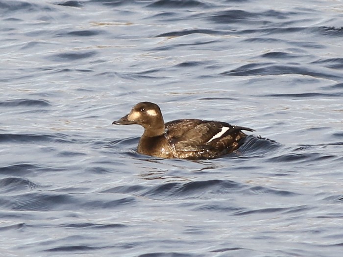 White-winged Scoter