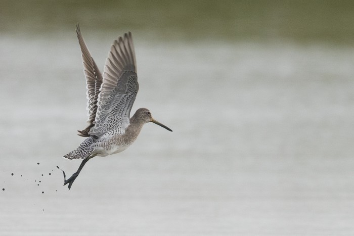 Long-billed Dowitcher
